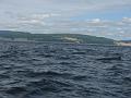 Baleines 004